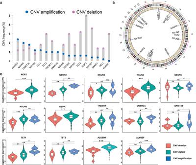 Roles of m5C RNA Modification Patterns in Biochemical Recurrence and Tumor Microenvironment Characterization of Prostate Adenocarcinoma